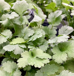 Coriander 'Cruiser'